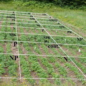 Potato fertilization 