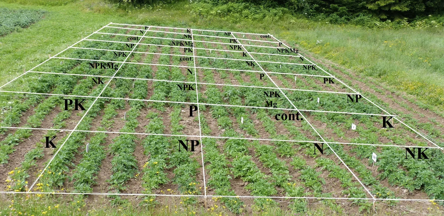 Potato fertilization 