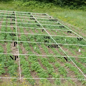 Potato fertilization 