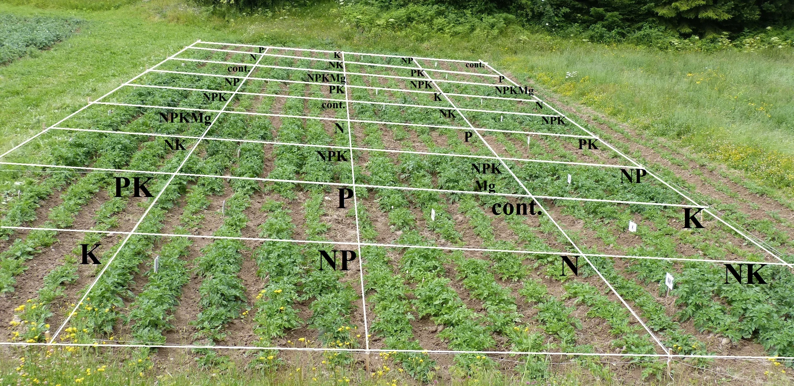 Potato fertilization 