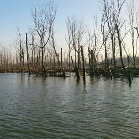 Drowned Trees in a former polder area in the freshwater tidal wetland The Biesbosch, The Netherlands