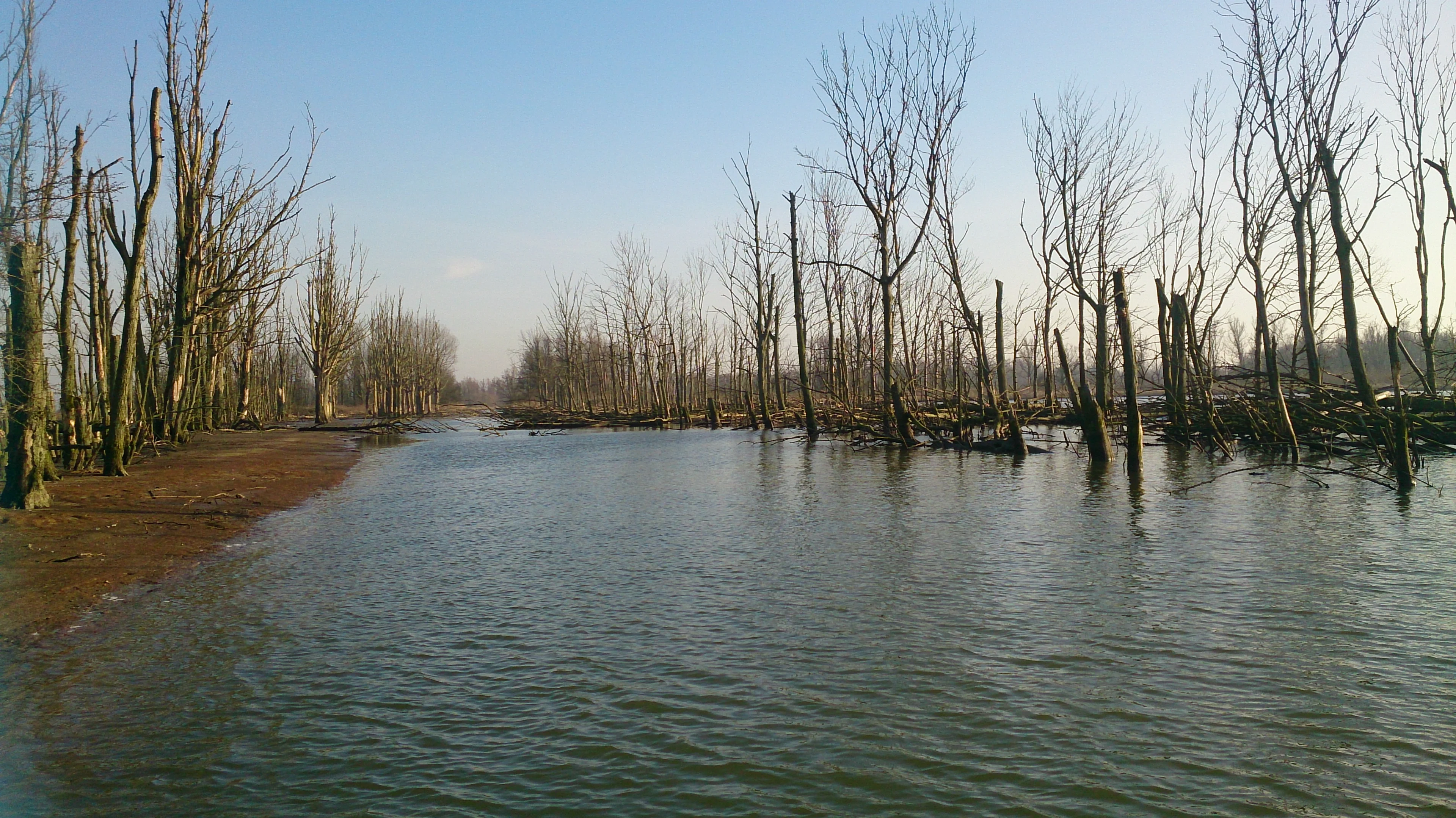 Drowned Trees in a former polder area in the freshwater tidal wetland The Biesbosch, The Netherlands