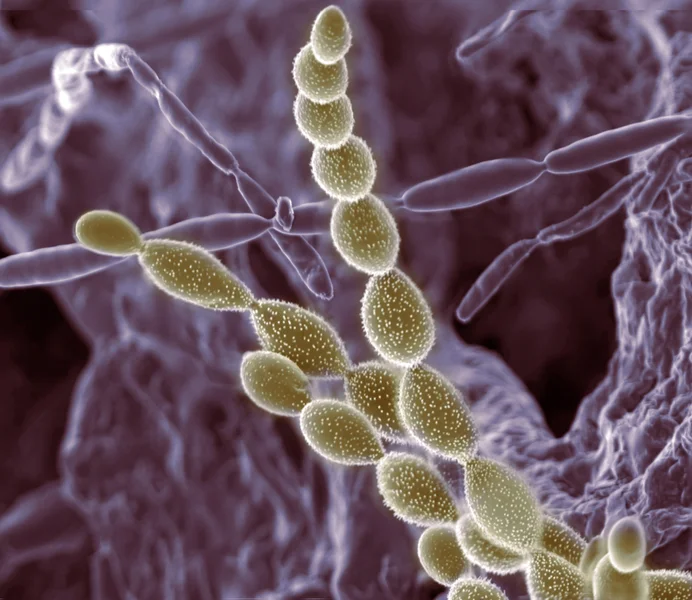 Soil microbes