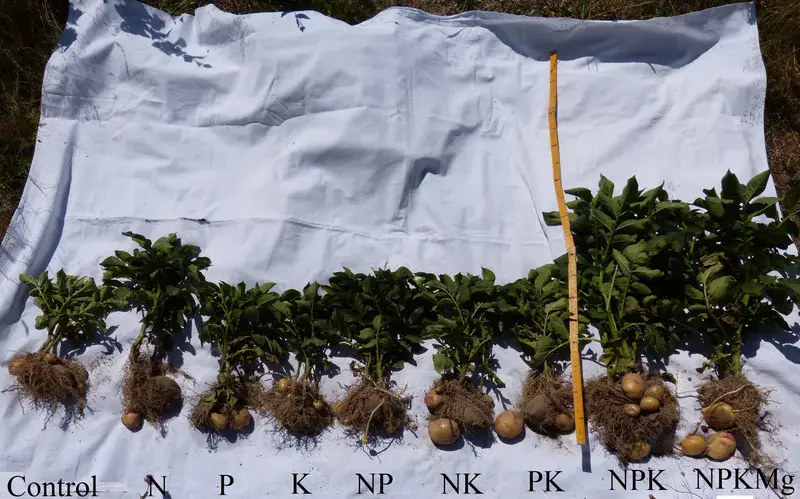 Effect of Fertilization on the development of potato plants