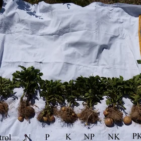 Effect of Fertilization on the development of potato plants