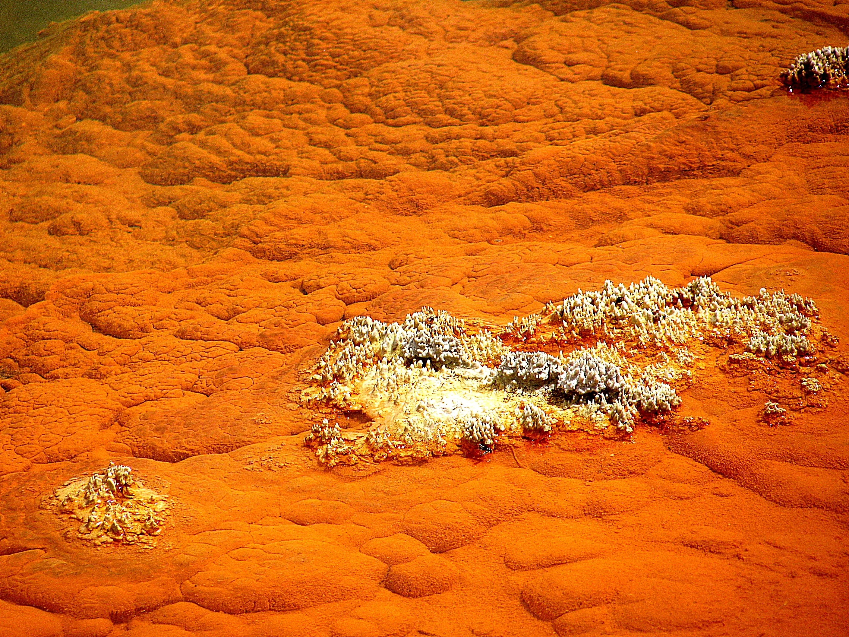 Active mineralisation
