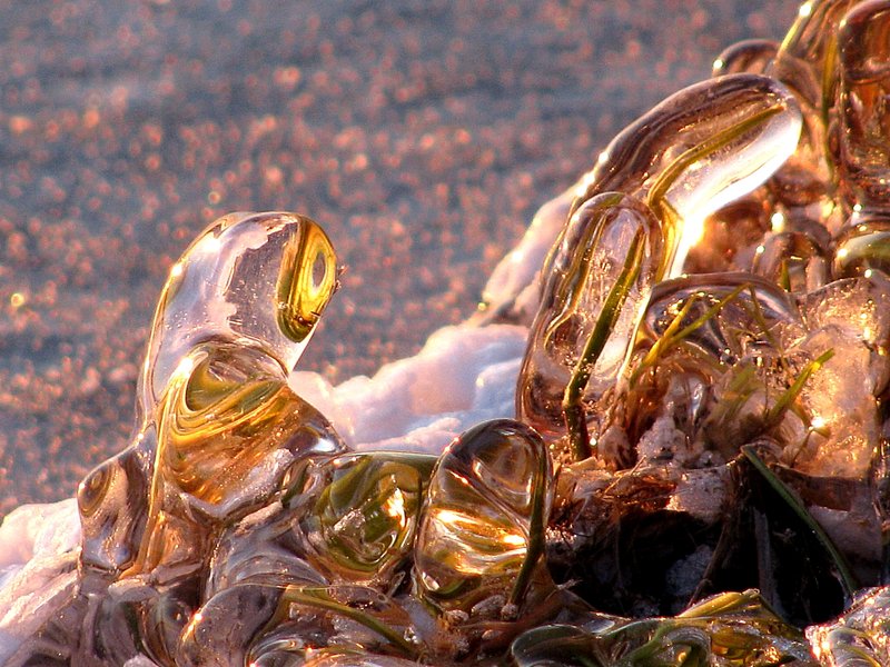 Icebound blades of grass