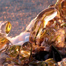 Icebound blades of grass
