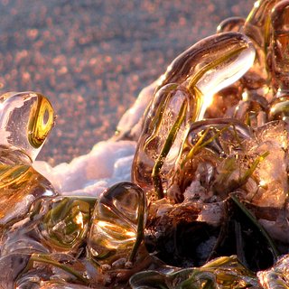 Icebound blades of grass
