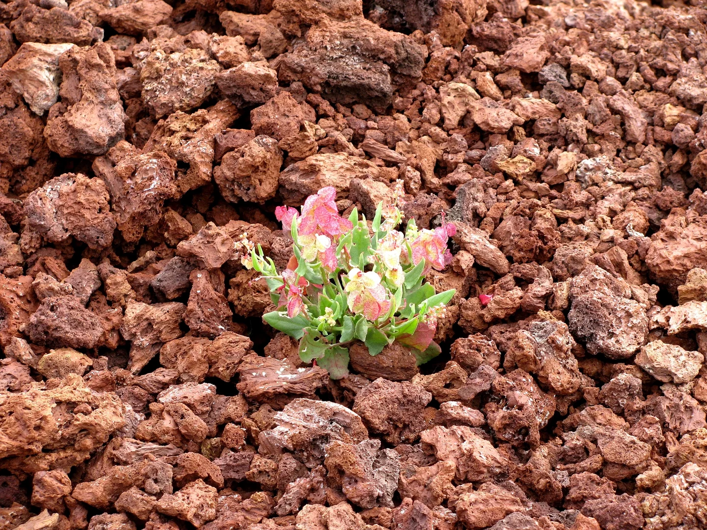 Life on bare lava