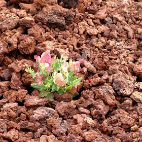 Life on bare lava