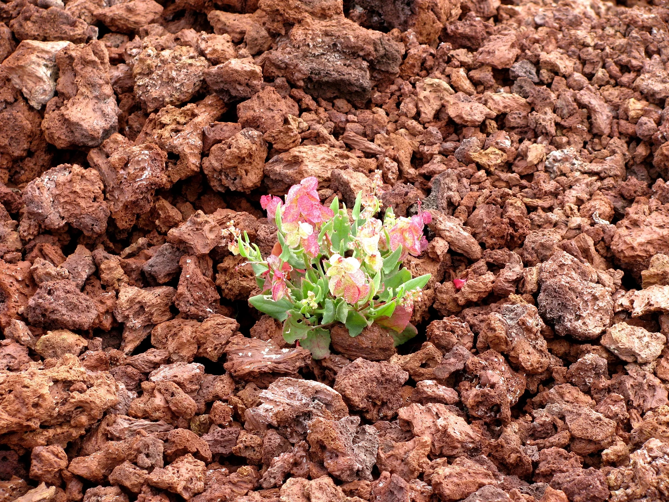 Life on bare lava