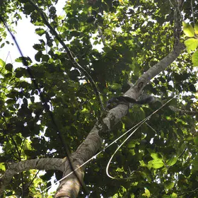 Mangrove protects