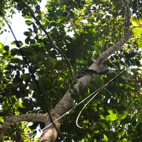 Mangrove protects