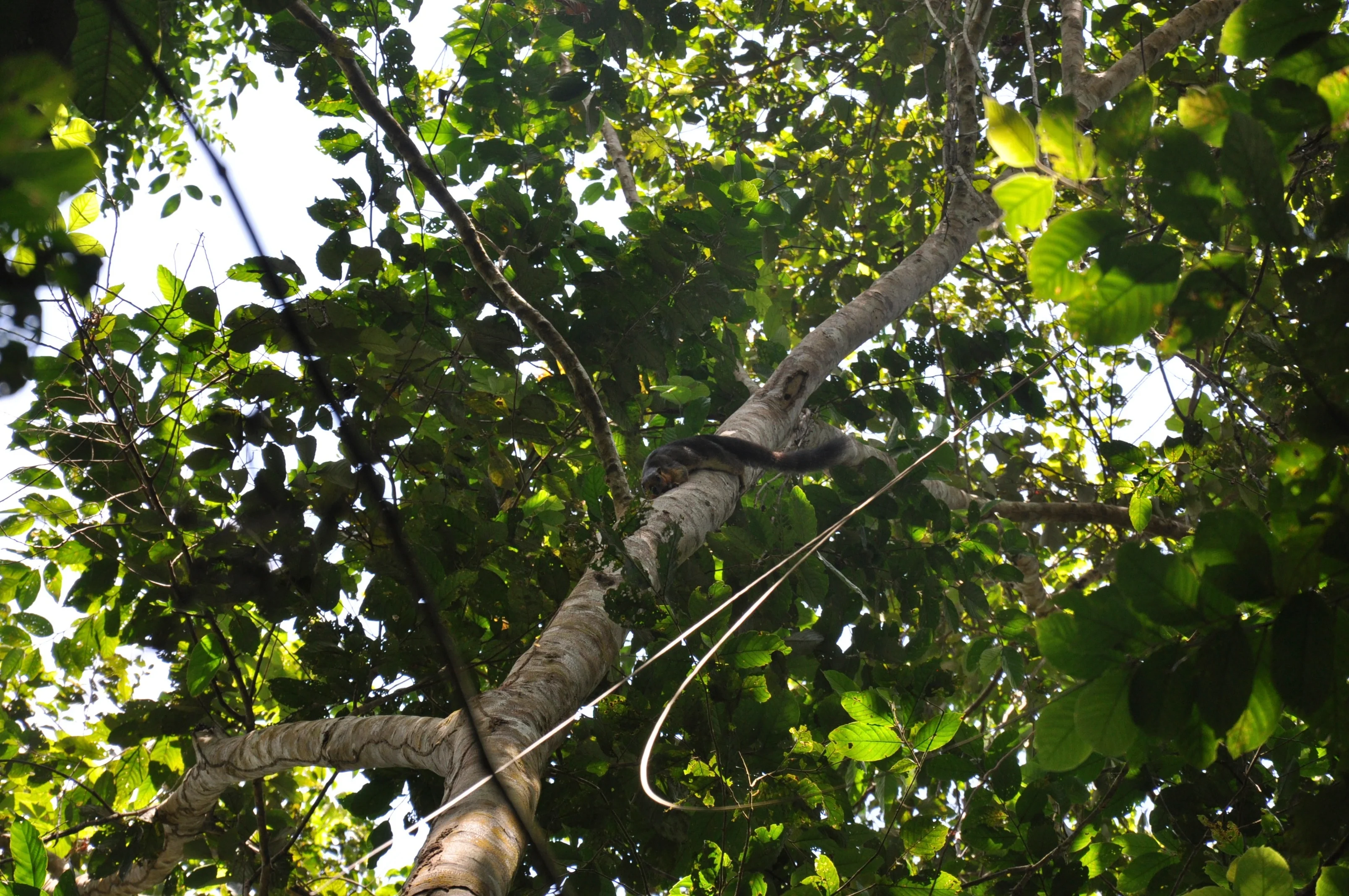 Mangrove protects