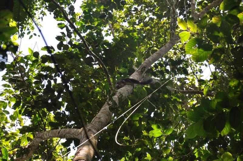 Mangrove protects