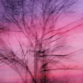 Dancing in the wind