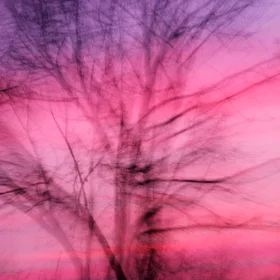 Dancing in the wind