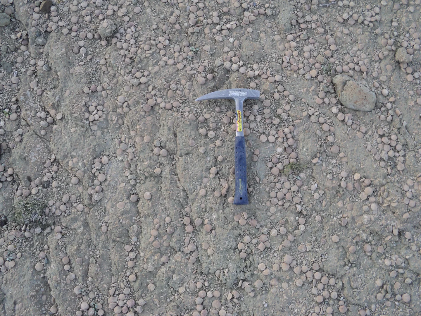 Nummulites accumulations