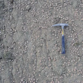 Nummulites accumulations