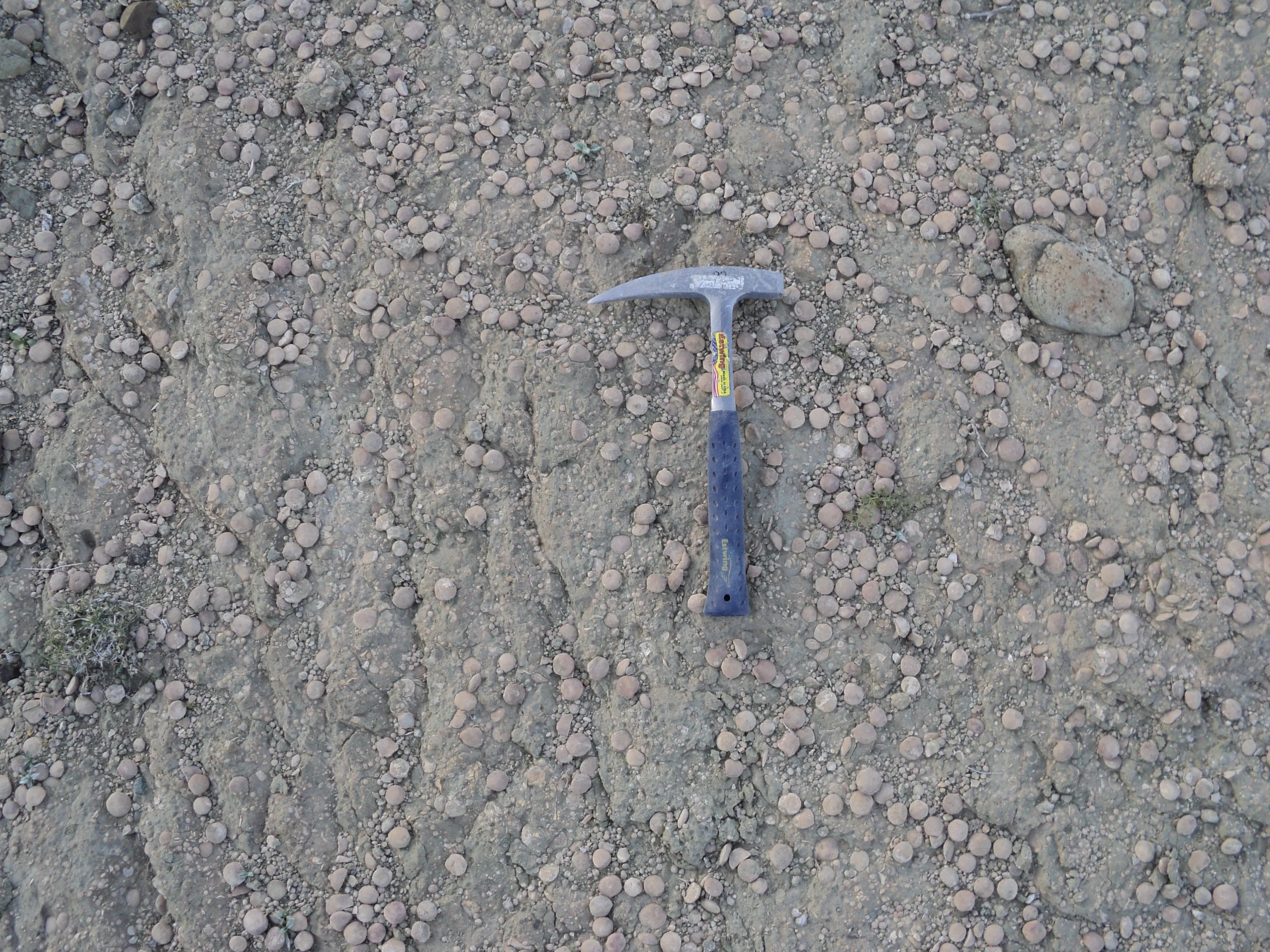 Nummulites accumulations