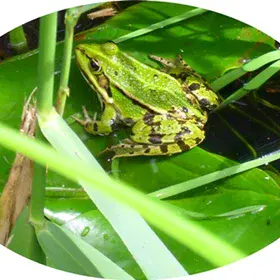 Frog