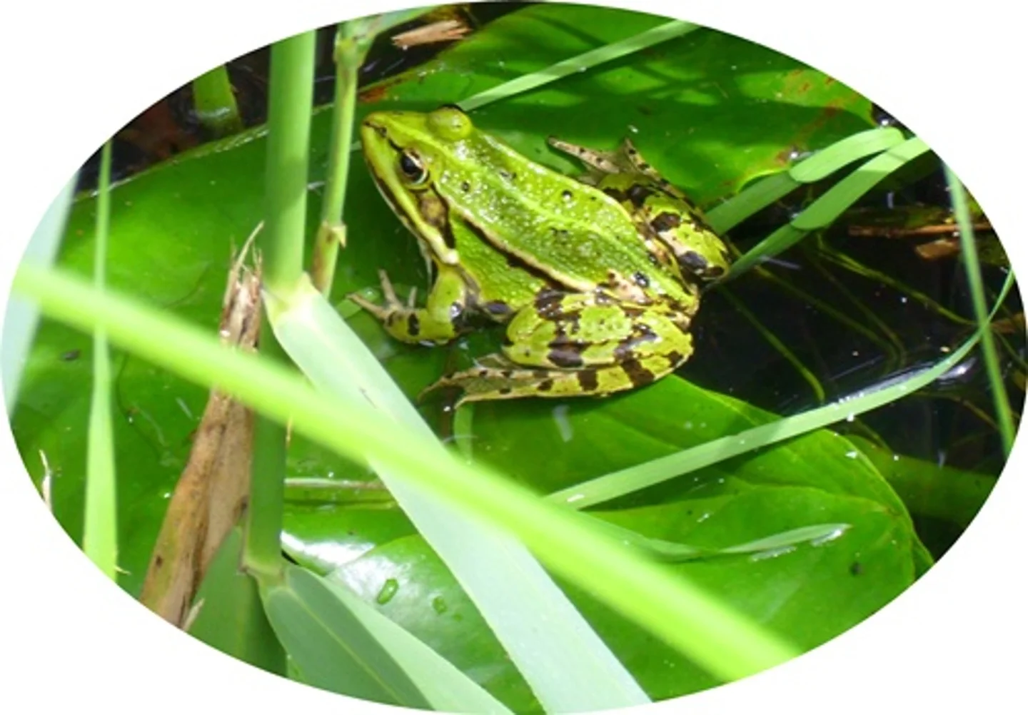 Frog