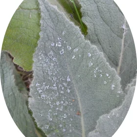 Leaf