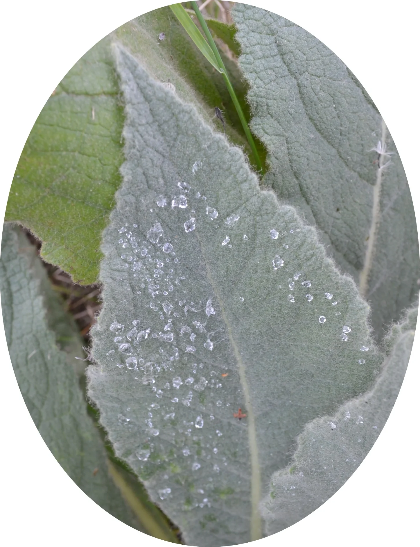 Leaf