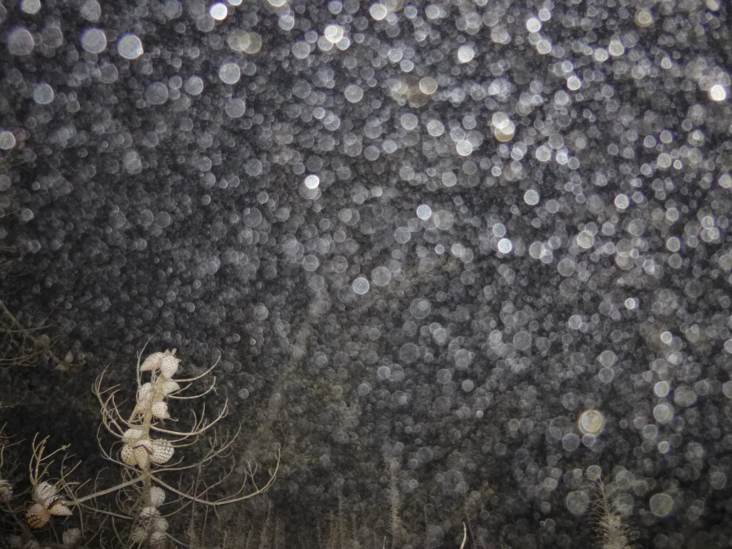 A Christmas rain