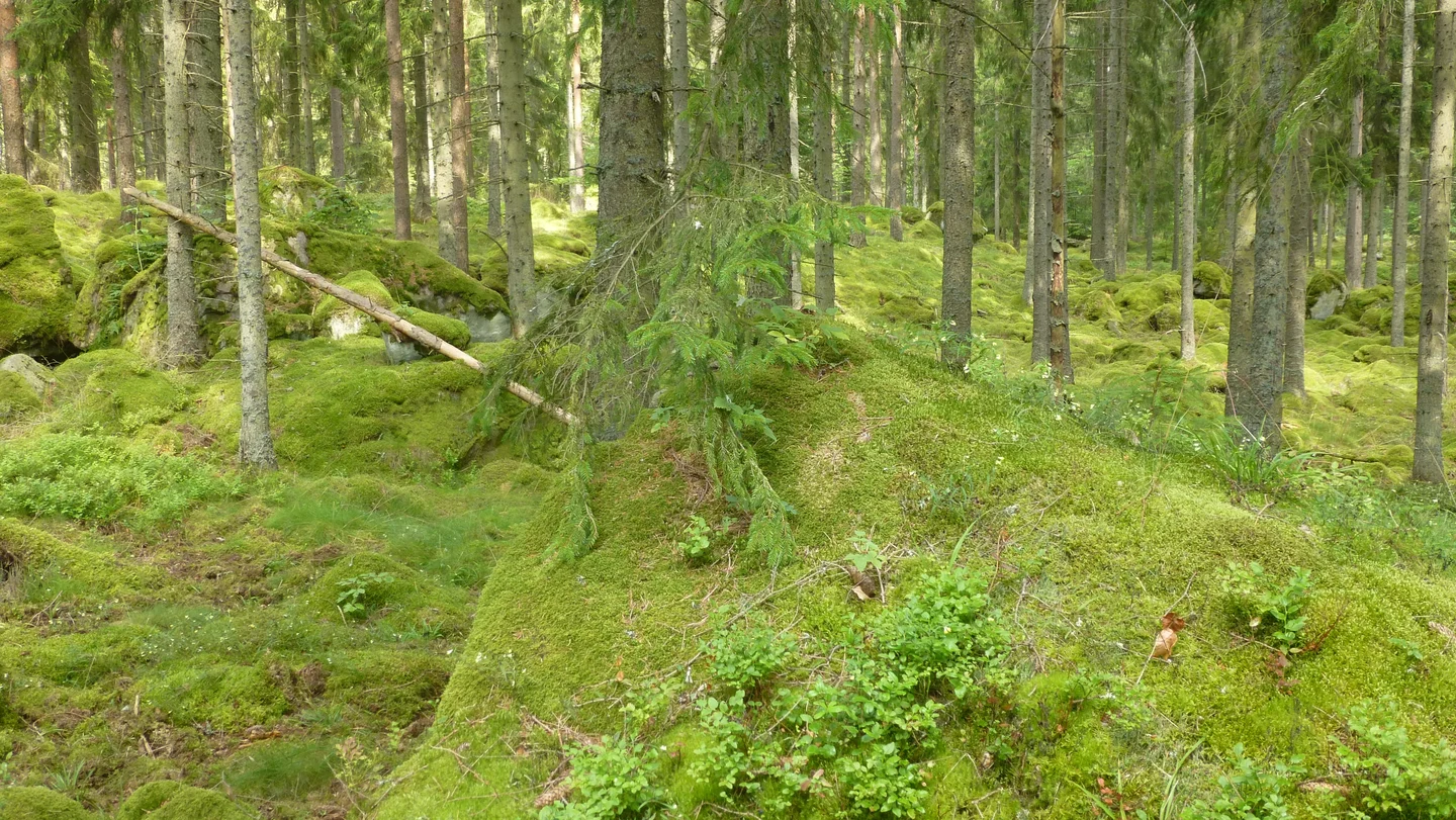 The troll kingdom