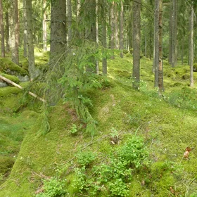 The troll kingdom