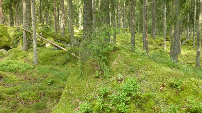 The troll kingdom
