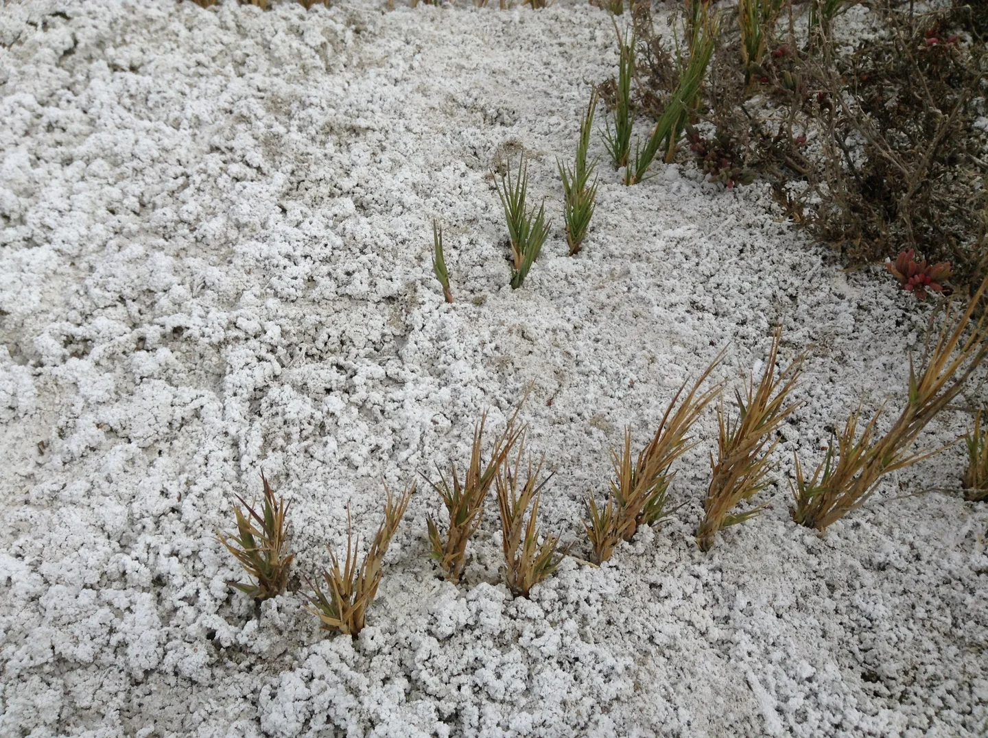 Salt grass