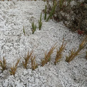 Salt grass