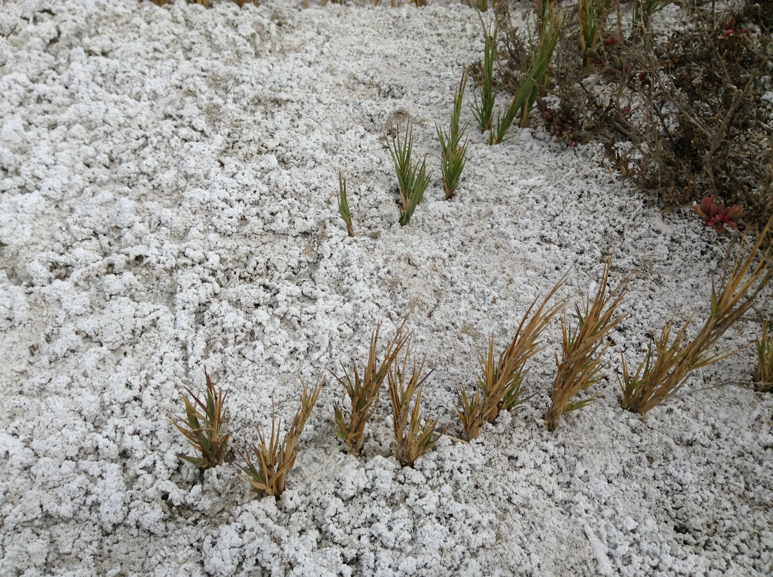 Salt grass