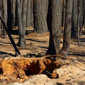 Burnt roots