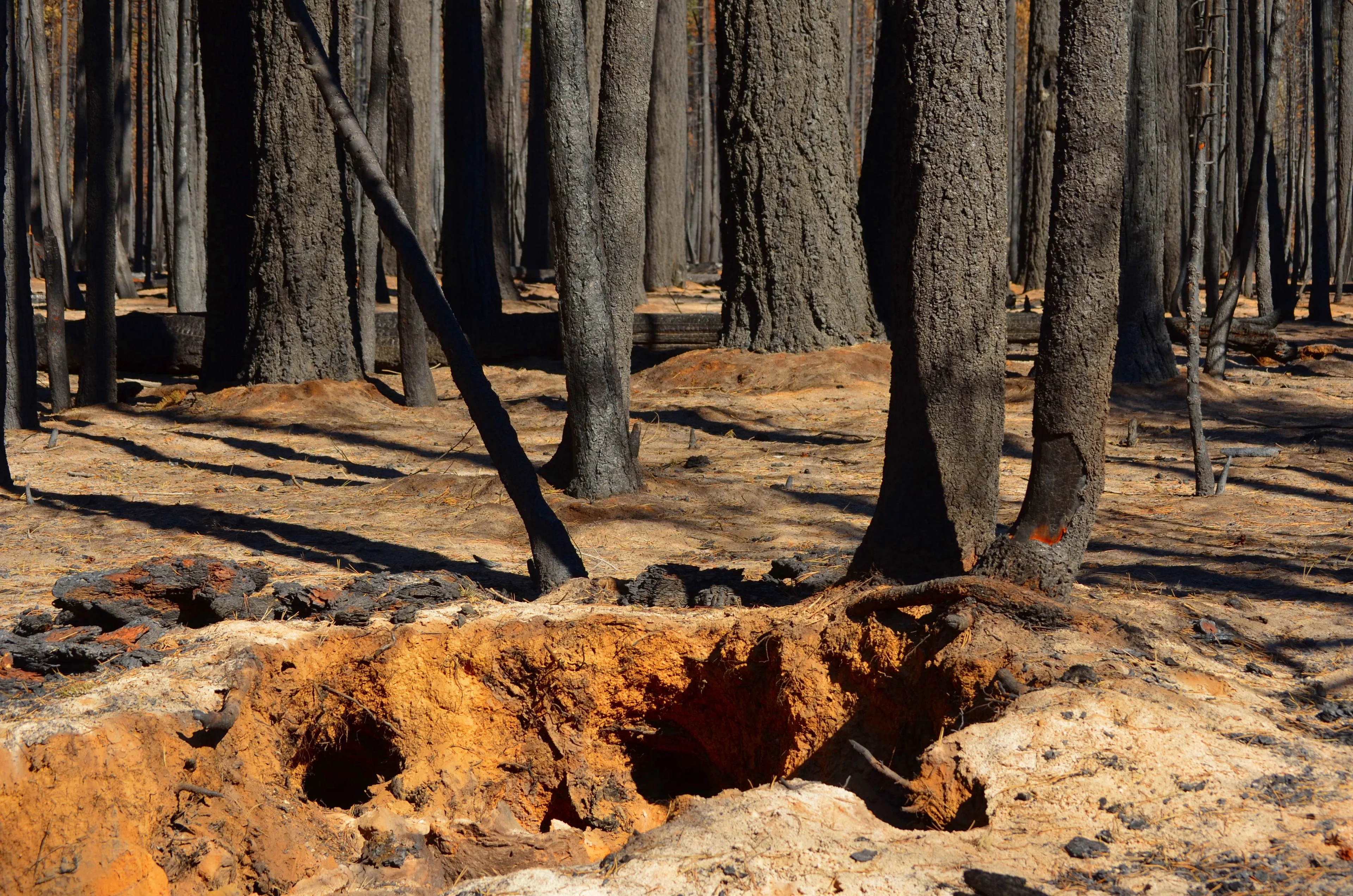 Burnt roots