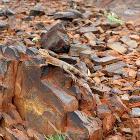 Fire survivor in the outback
