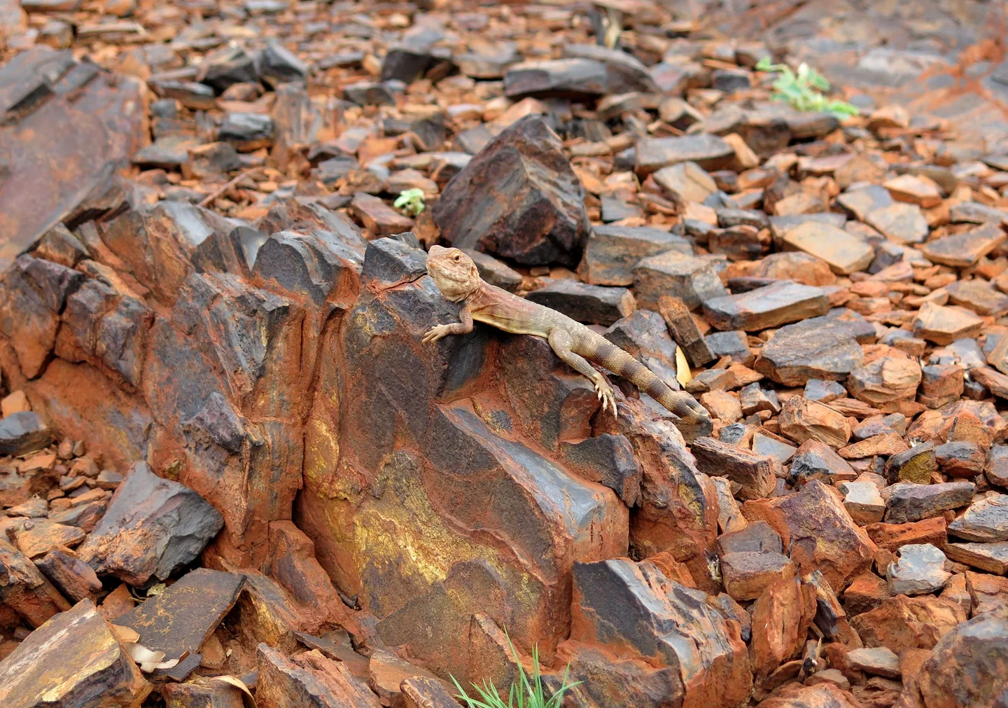 Fire survivor in the outback
