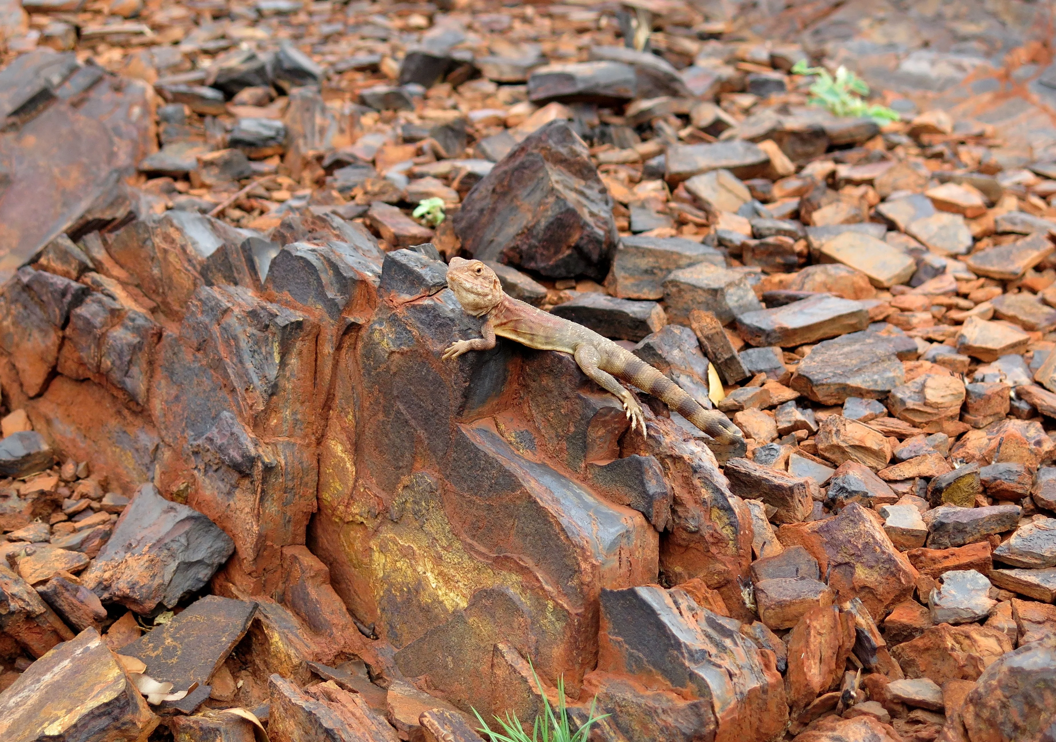 Fire survivor in the outback