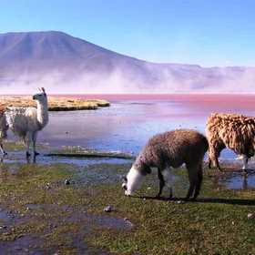 Life in the red lagoon.
