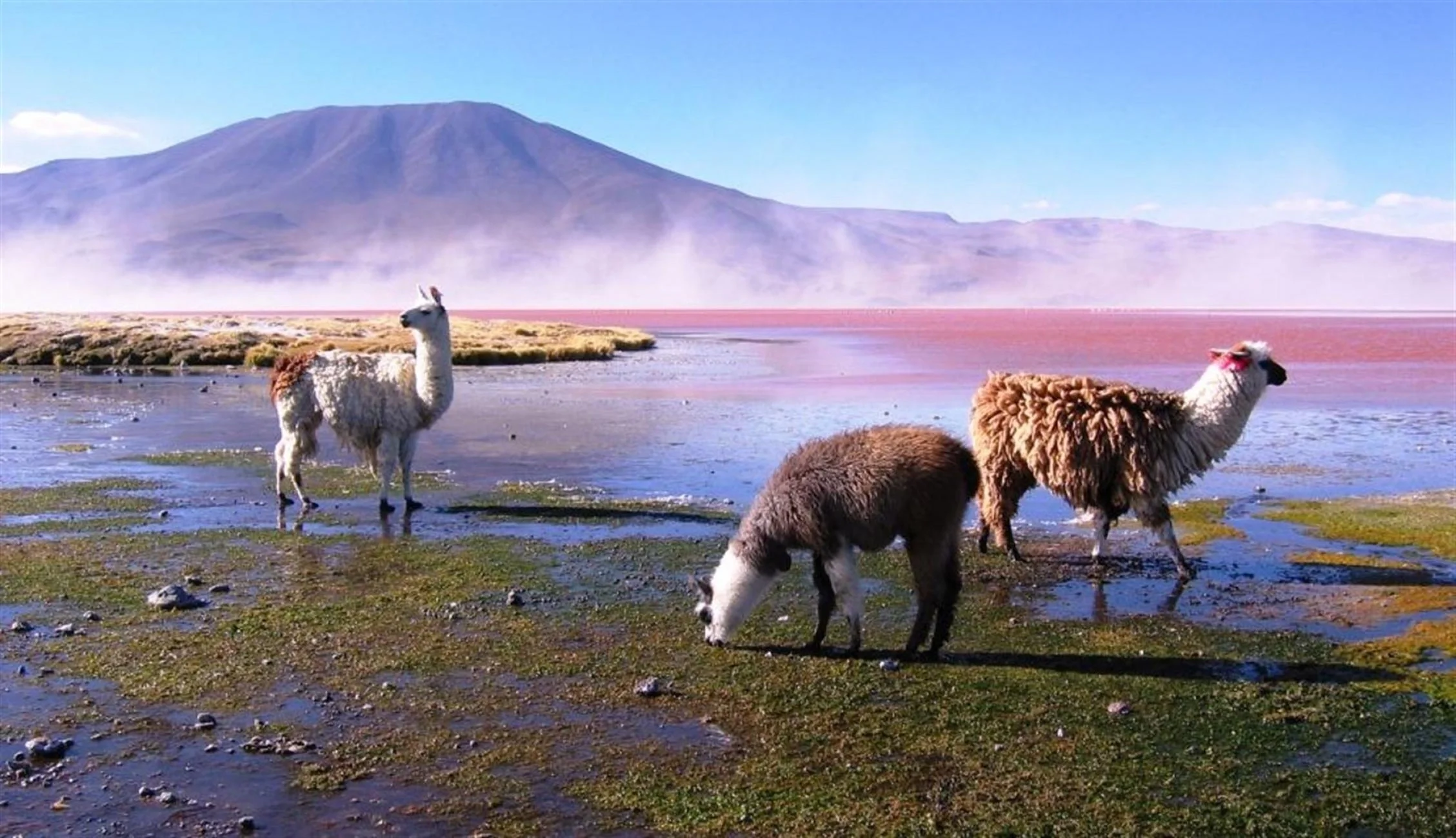 Life in the red lagoon.