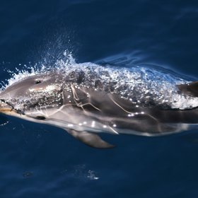 Striped dolphins in "Pelagos" Sanctuary
