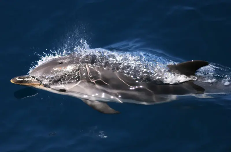 Striped dolphins in "Pelagos" Sanctuary