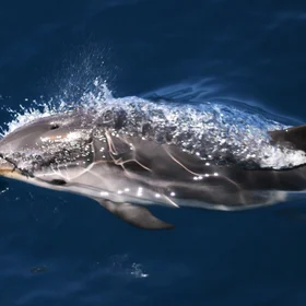 Striped dolphins in "Pelagos" Sanctuary