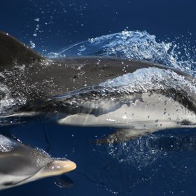 Curious dolphins in the Ligurian Sea