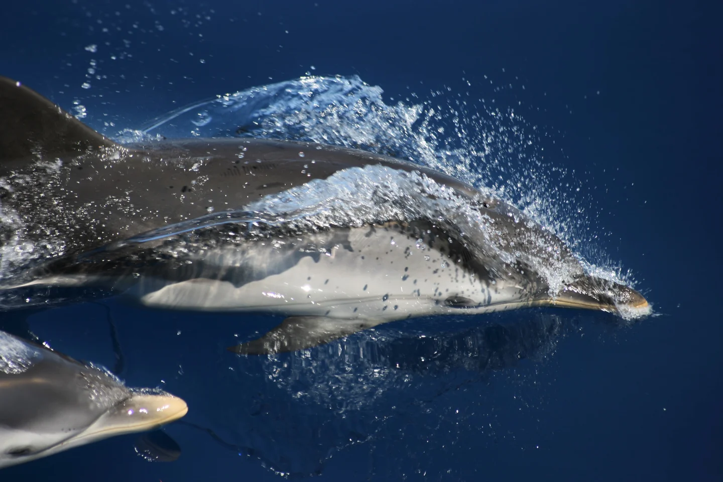 Curious dolphins in the Ligurian Sea