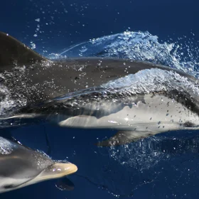 Curious dolphins in the Ligurian Sea