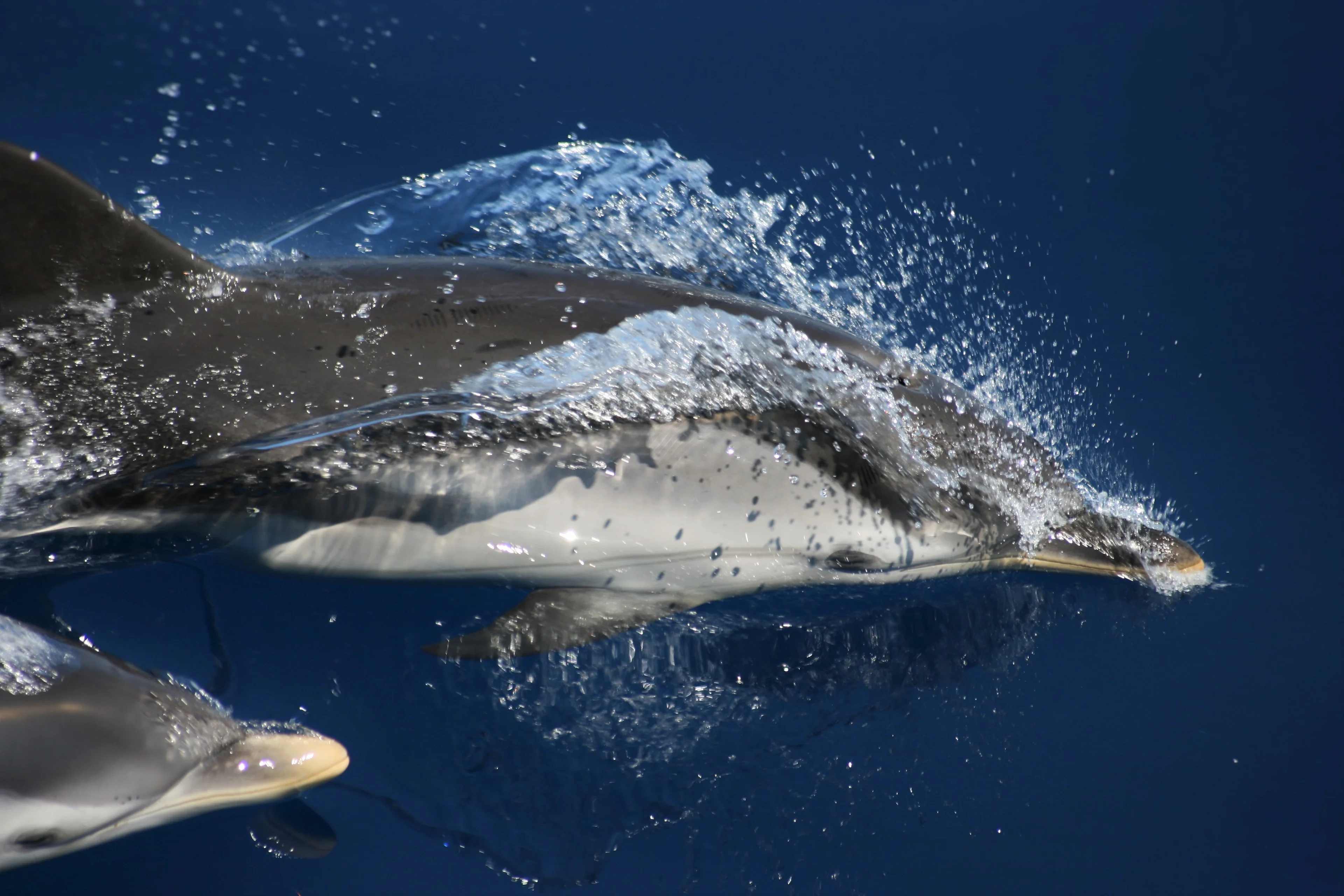 Curious dolphins in the Ligurian Sea